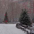 Christmas trees in Gramercy Park, New York City