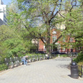 tree lined walkway in Stuyvesant Town, New York City